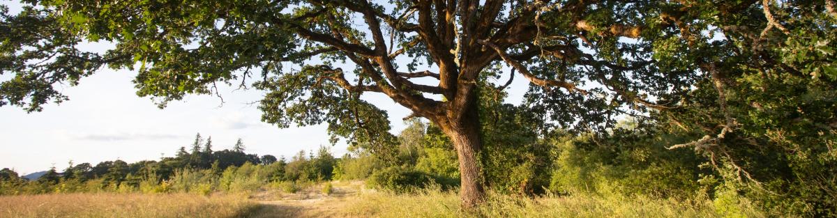 Herbert natural area