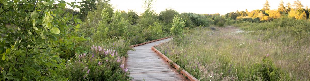 Mary's River path through nature