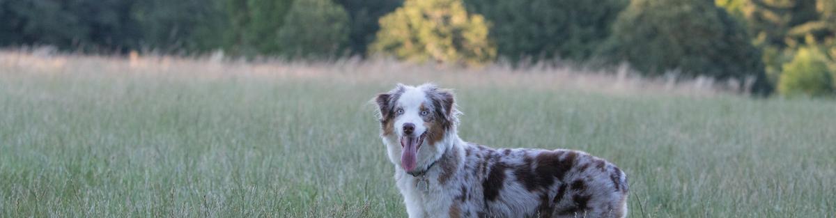 dog off leash in meadow
