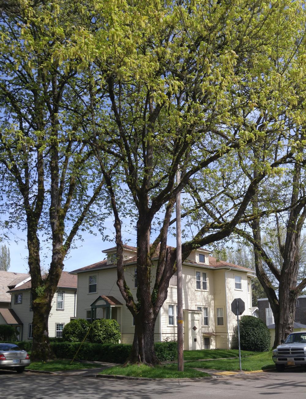 About Our Urban Forest Corvallis Oregon