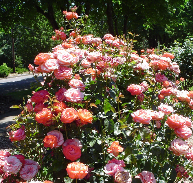 Interactive Map Showcases Avery Park S Famous Rose Garden Pink Roses In Bloom At Avery Park Corvallis