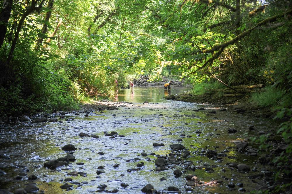 Rock Creek Park Corvallis Oregon