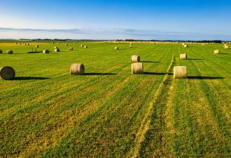 Rows of round hay bales on a green grass field, with a blue sky in the background.