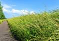 Paved path surrounded by tall grass and a blue sky
