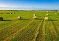 Rows of round hay bales on a green grass field, with a blue sky in the background.