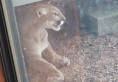 A mountain lion or cougar peeking out from underneath a residential porch.