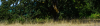 Grass and oak tree with forest undergrowth