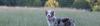 dog off leash in meadow